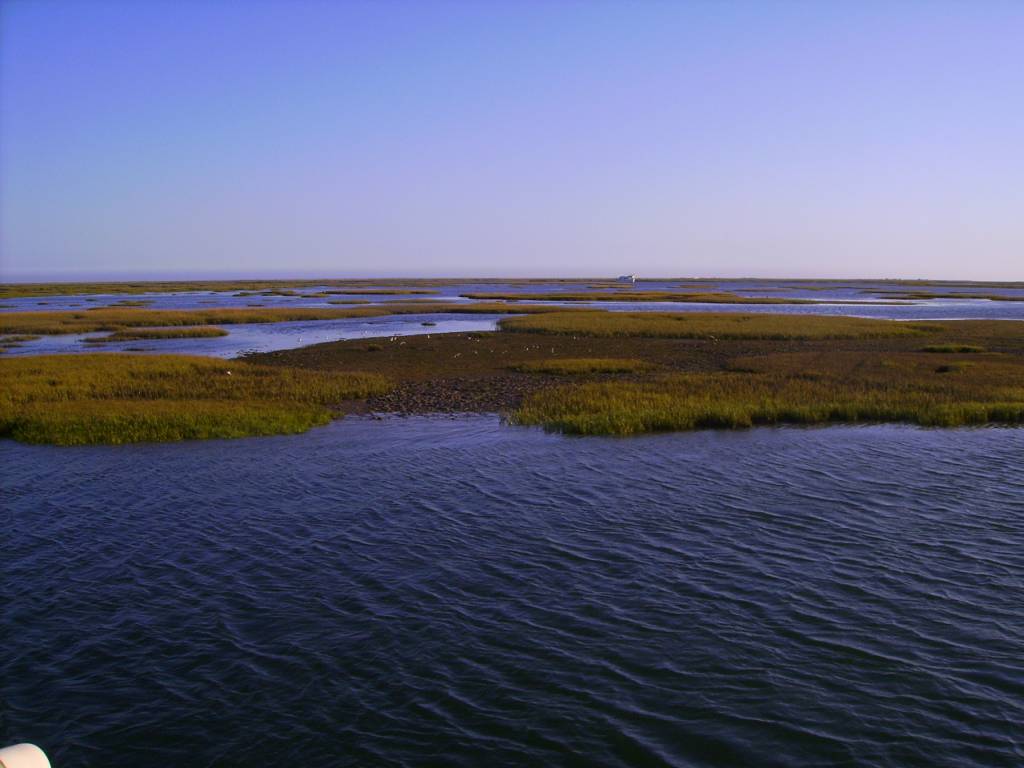 Faro Ria Formosa Fauna Y Flora