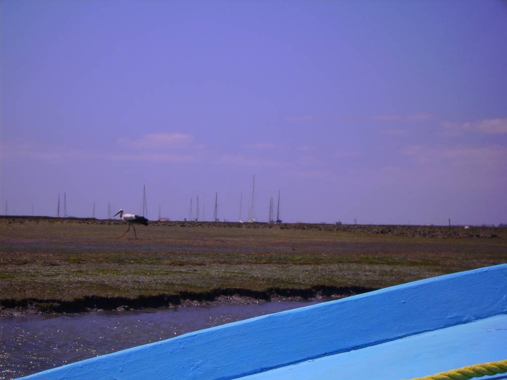 Faro Ria Formosa Aves Ciguena 