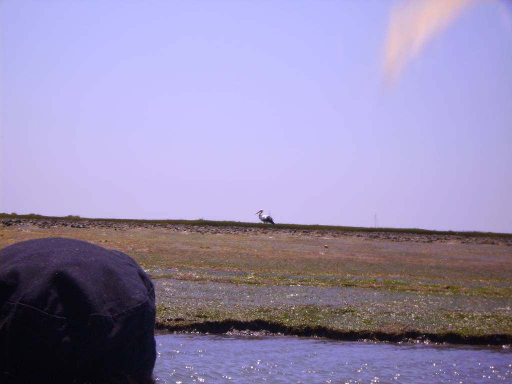 Faro Ria Formosa Aves Ciguena