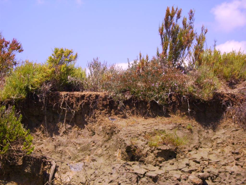 Faro Ria Formosa Garceta