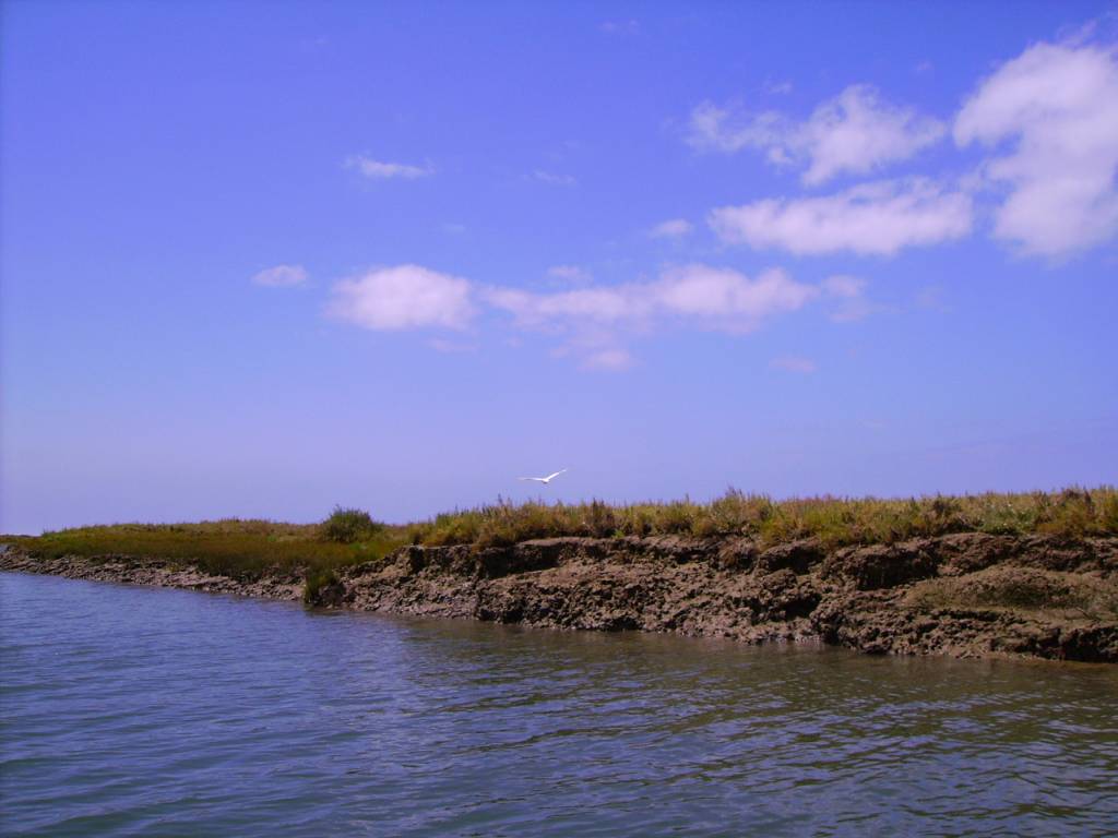 Faro Ria Formosa Pajaro