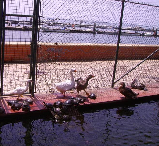 Tavira Paseo Zoo Patos