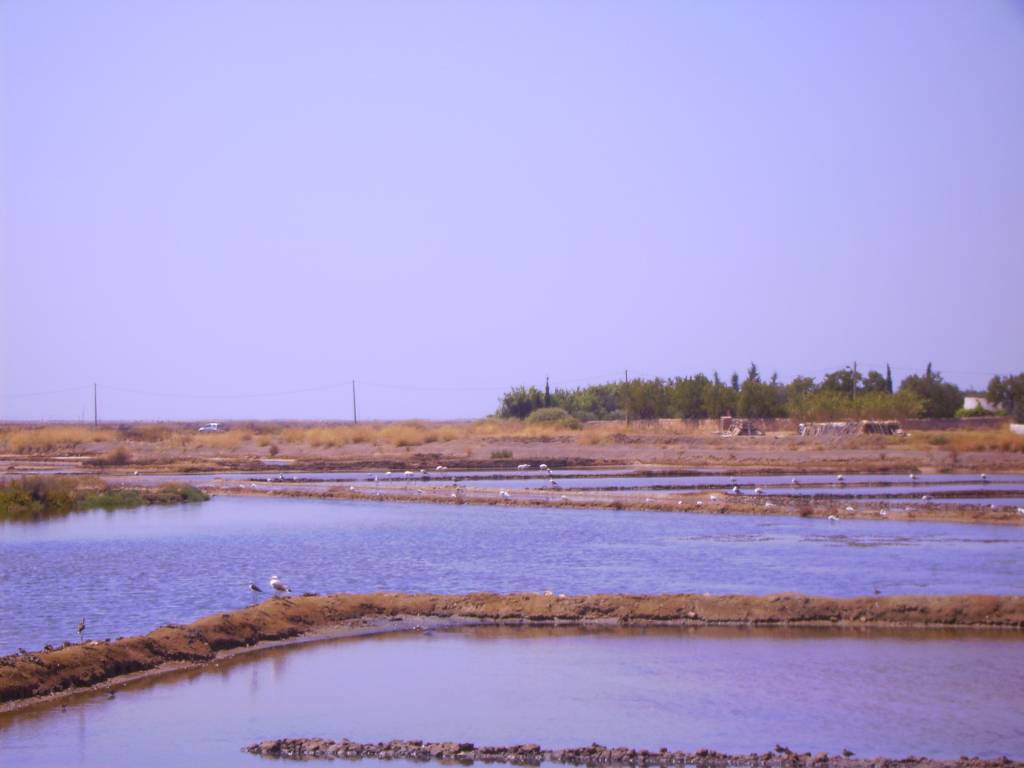 Tavira Salinas 