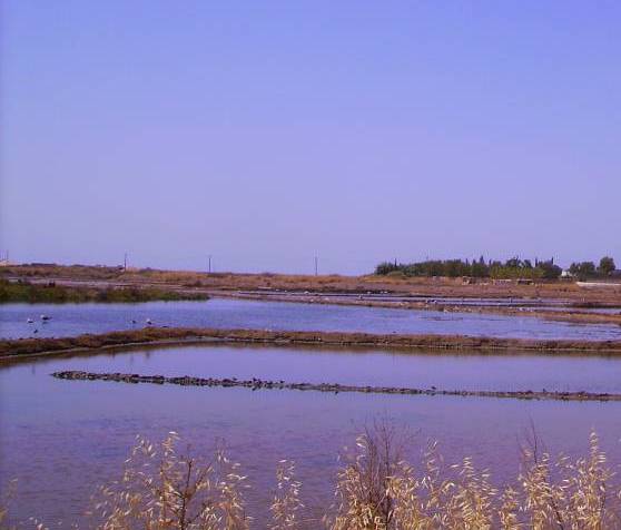 Tavira Salinas 