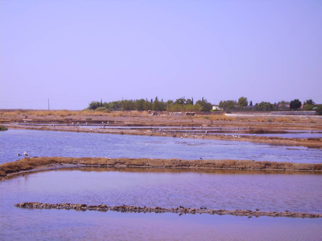 Tavira Salinas 