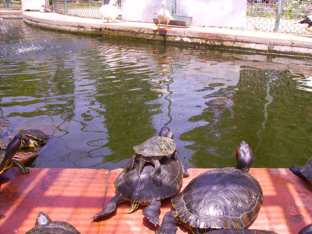 Tavira Zoo En El Paseo Maritimo Tortugas